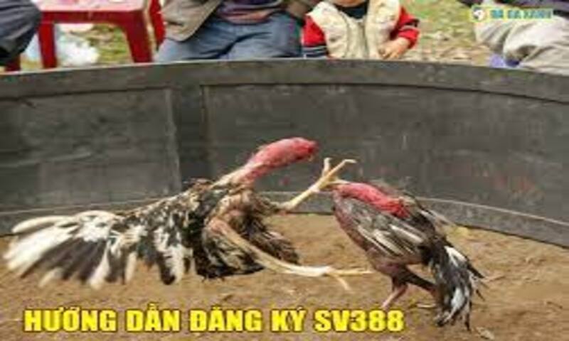 Lý do nên đăng ký tài khoản tại SV388