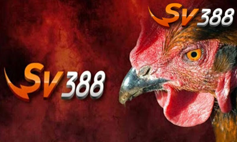 Nguyên nhân dẫn đến việc link vào SV388 bị chặn